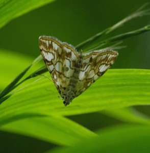 Elophila nymphaeara_-ROT0009 - Copie.JPG