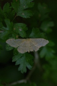 (Idaea aversata)_ROT0049 -.JPG