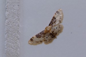 0090    F-84 Sorgues 08-09-2013  .jpg