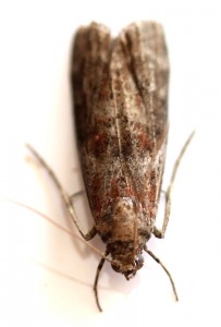 Copie de IMG_6517.jpg