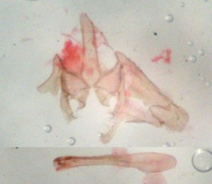 Gelechiidae 18-XI-2012 - Genitalia.jpg