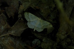 Idea biselata-ROT0068.JPG