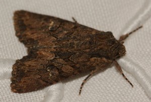 4837 Mamestra brassicae... 2013.09.17 (6p).jpg