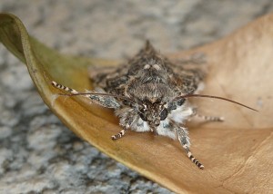 Noctuidae - Acronicta megacephala 3 - 01-07-2013-redim800.JPG