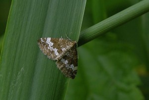 Perizoma  alchemillata_ROT0338.JPG