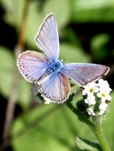 polyommatus_8746.jpg