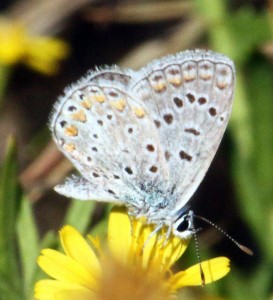 polyommatus-X_8410.jpg