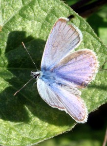 polyommatus-X_8775.jpg