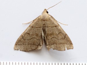 Copie de IMG_4057.jpg