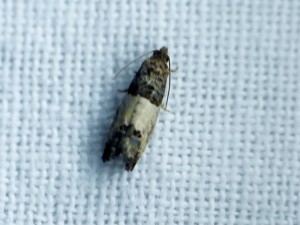 epiblema-cynosbatella-à-confirmer.jpg