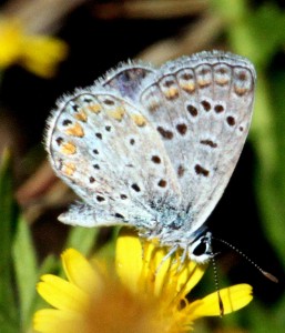 Polyommatus-X_8411.jpg