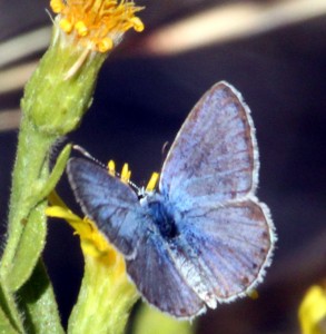 Polyommatus-X_8442.jpg