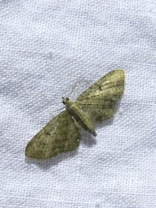 eupithecia-trisinaria-a-confirmer-3.jpg