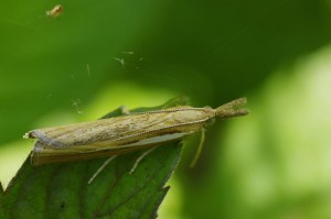 Agriphila selasella_ROT0061.JPG