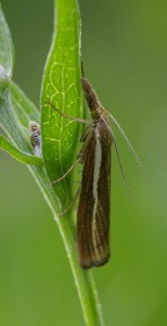 Agriphila tristella_ROT0090.JPG
