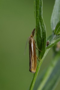 Agriphila tristella_ROT0099.JPG