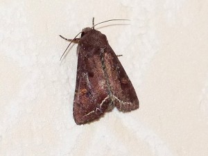 lacanobia oleracea.jpg