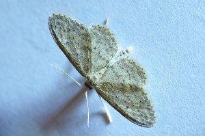 idaea seriata-1 à confirmer.jpg