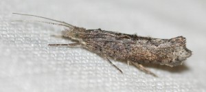 0606 Ypsolopha horridella... 2013.09.24 (3p).jpg