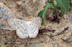 Scopula marginipuncta.jpg