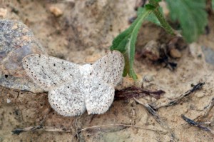 Scopula marginipuncta.jpg