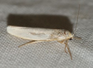 4316 Eilema pseudocomplana 2013.09.24 (1p).jpg