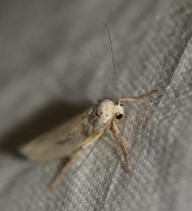 4316 Eilema pseudocomplana 2013.09.24 (2p).jpg
