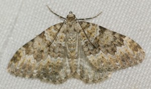 3733 Coenotephria  = Nebula salicata 2013.09.24 (2p).jpg