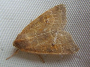 DSC09350 - Copie.JPG