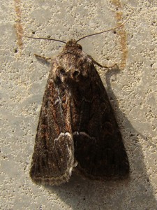 DSC08683 - Copie.JPG