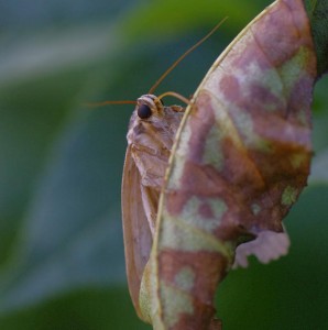 _ROT3130 - Copie.JPG