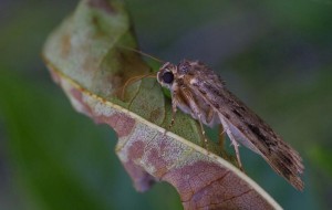 _ROT3138 - Copie.JPG