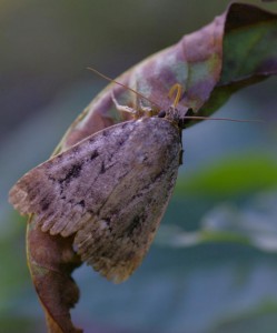 _ROT3123 - Copie.JPG