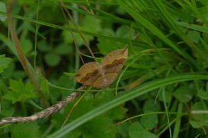 Scotopteryx chenopiodata(La Phalène de l'Ansérine_)ROT0760.JPG
