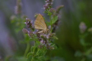 Scotopteryx chenopiodata_ROT0761 - - Copie.JPG