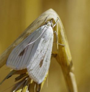 Sitochroa palealis_ROT9924 -.JPG