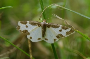 Lomaspilis marginata_ROT0400.JPG