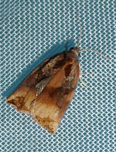 Tortricidae - Archips podana - F10 - 27-09-2013-redim800.JPG