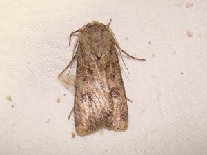 DSC08709 - Copie.JPG