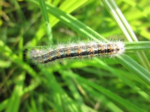 A déterminer réserve naturelle de la Pointe de Givet dans le Nord des Ardennes Lorich Thomas 10072013j.jpg