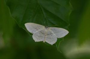Scopula nigropunctata.jpg