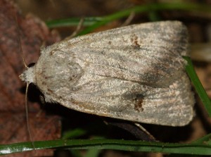 4644 Caradrina = Platyperigea kadenii 2013.10.02 (1p).jpg