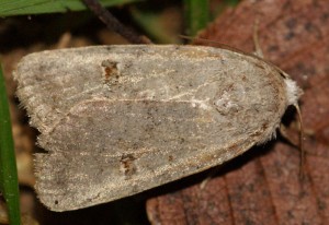 4644 Caradrina = Platyperigea kadenii 2013.10.02 (4p).jpg