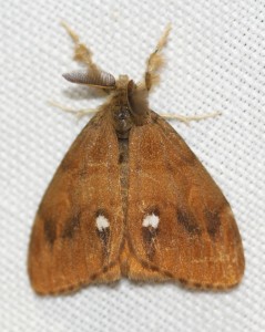 4180 Orgyia antiqua 2013.10.02 (3p).jpg