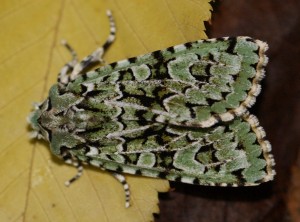 4534 Griposia = Dichonia aprilina 2013.10.02 (9p).jpg