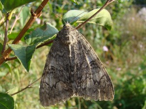 DSC09482 - Copie.JPG