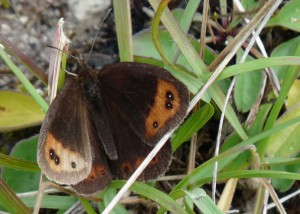 P1200328 - Moiré automnal (erebia neoridas) - Vercors - 20130916 - PPC.jpg