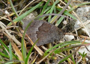 P1200333 - Moiré automnal (erebia neoridas) - Vercors - 20130916 - PPC.jpg