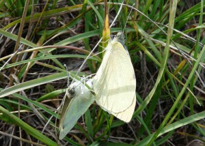 Papillon a identifier - Vercors - 201309 - PPC.jpg