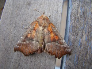 Scoliopteryx libatrix (La découpure, la Friande ) noctuidae.JPG